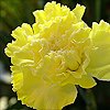 cravo amarelo