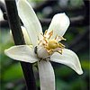 flor de laranjeira