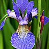iris azul