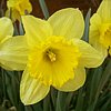 narciso