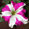 petunia